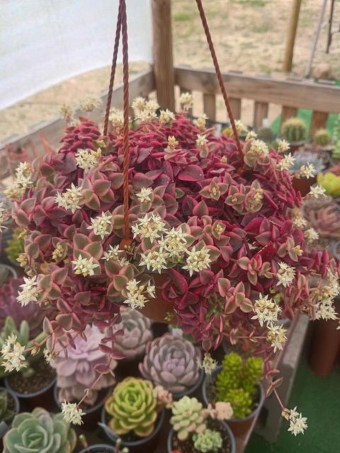Crassula Pellucida Variegada 