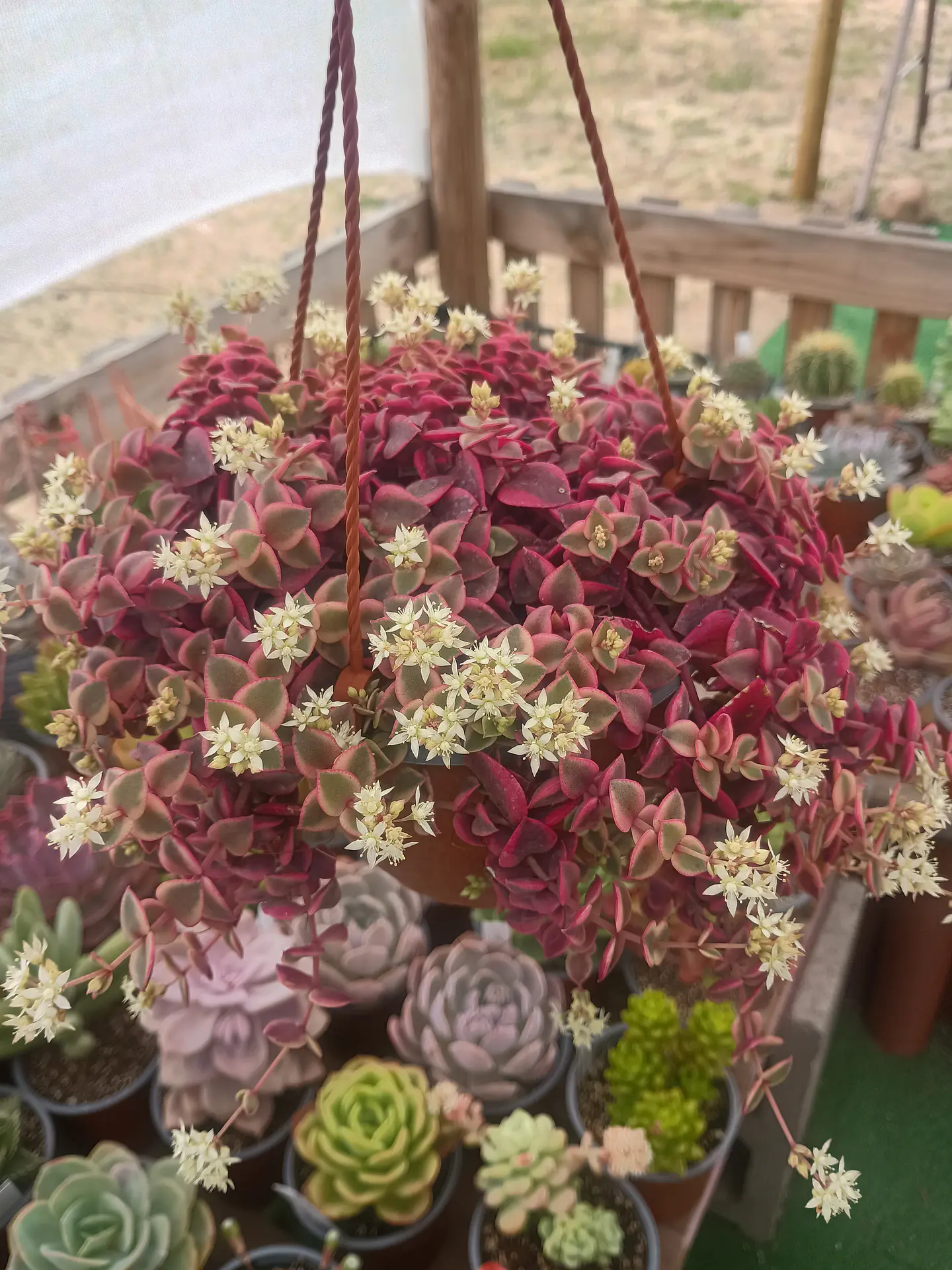Crassula Pellucida Variegada  1