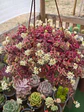 Crassula Pellucida Variegada  - Miniatura 2