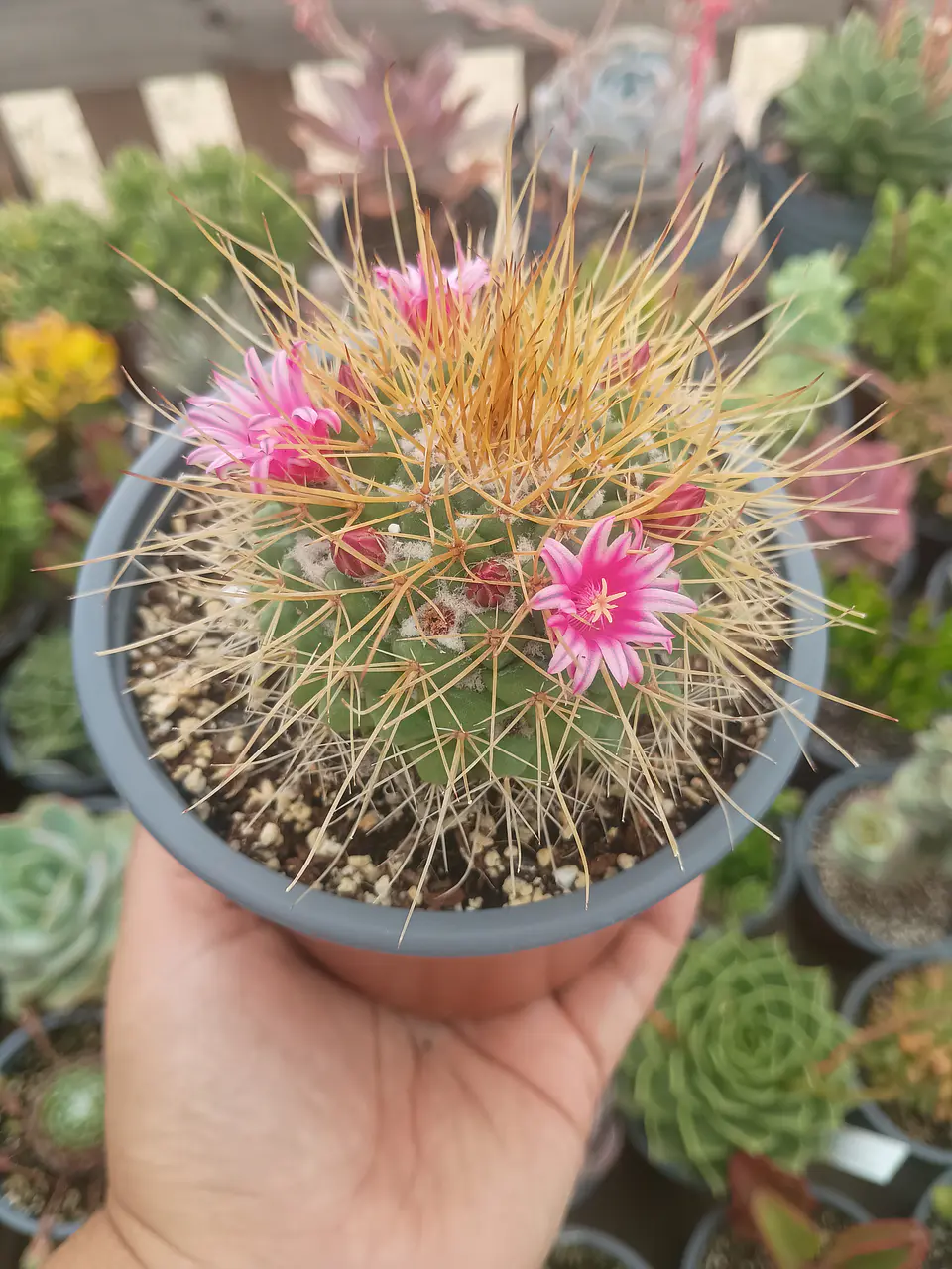 Mammilaria Pettersonii 2