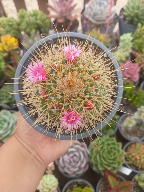Mammilaria Pettersonii