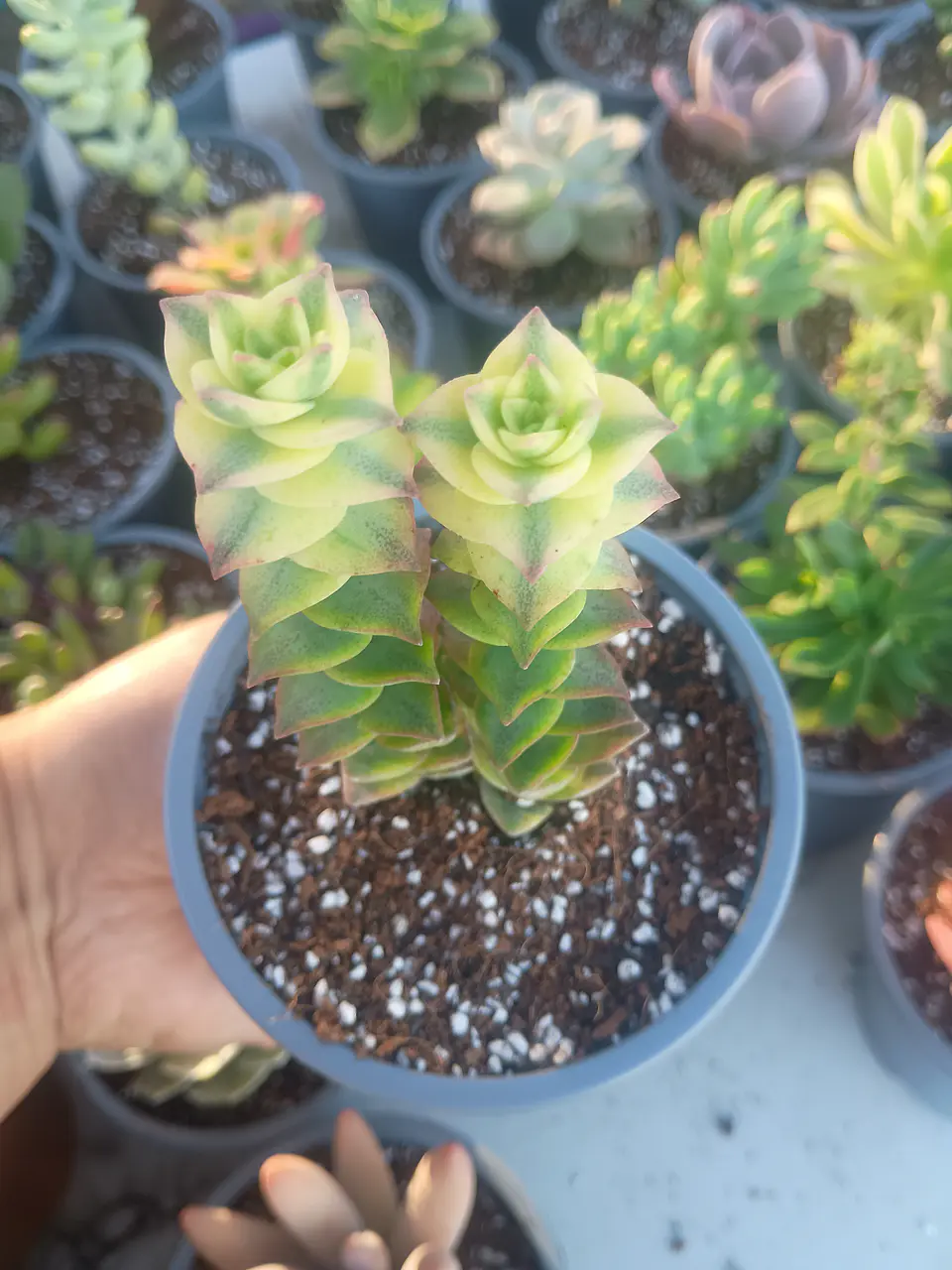 Crassula perforata variegada 2