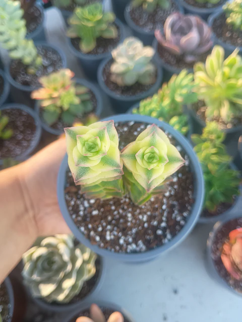 Crassula perforata variegada