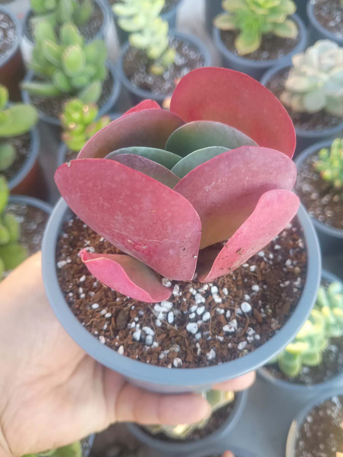 Kalanchoe luciae 1