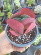 Kalanchoe luciae - Miniatura 1