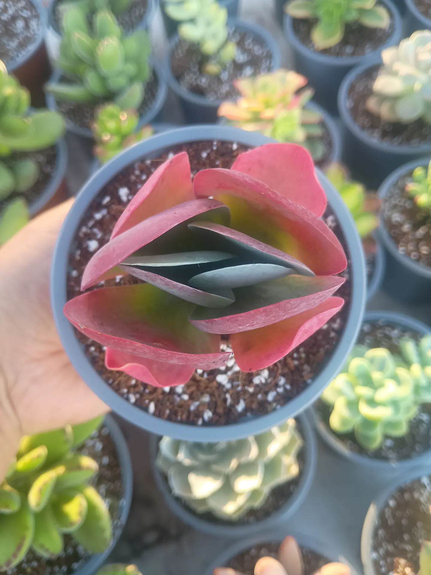 Kalanchoe luciae 2