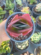 Kalanchoe luciae - Miniatura 2