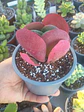 Kalanchoe luciae - Miniatura 3
