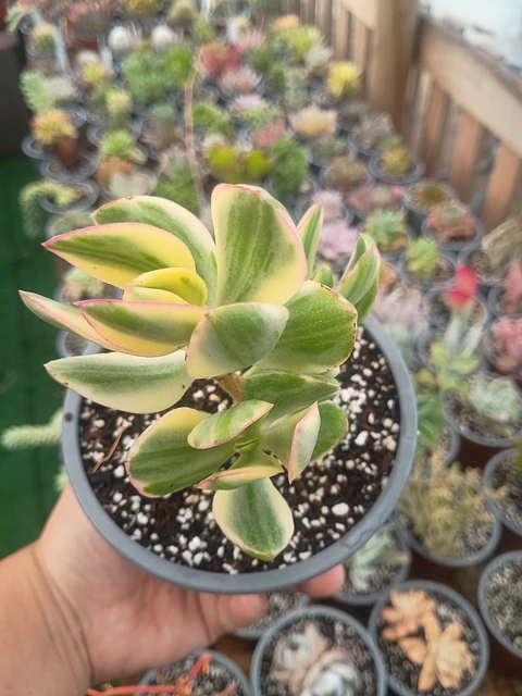 Crassula Ovata variegada