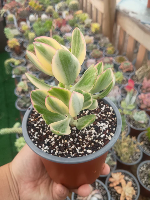 Crassula Ovata variegada