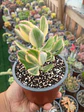 Crassula Ovata variegada - Miniatura 1
