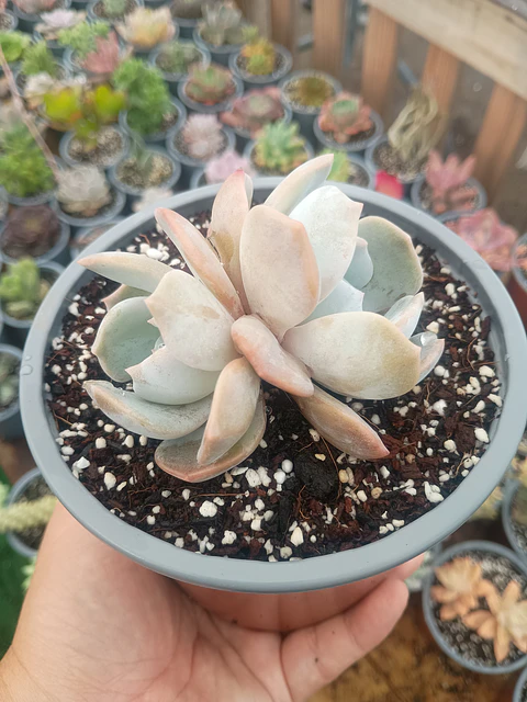 Echeveria Moondust doble
