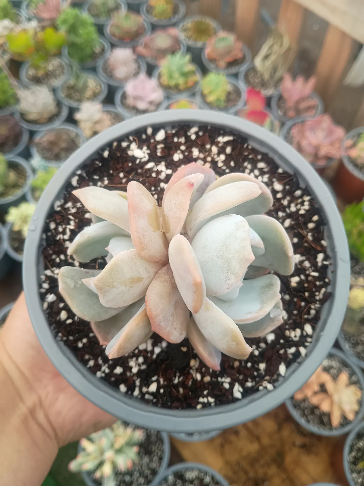 Echeveria Moondust doble 1