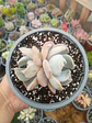 Echeveria Moondust doble - Miniatura 1
