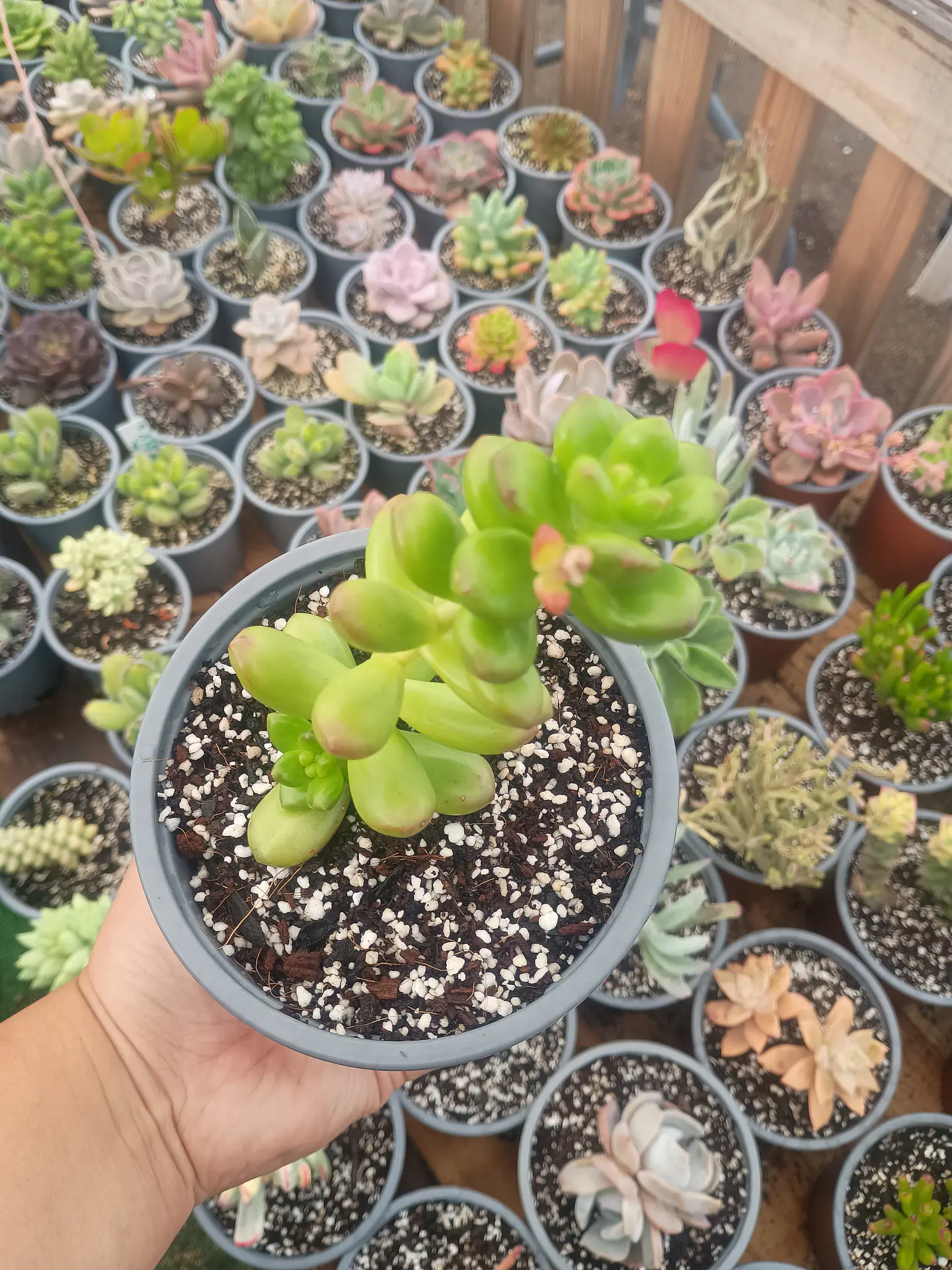 Sedum Lucidum Obesum  1