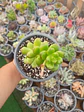 Sedum Lucidum Obesum  - Miniatura 2