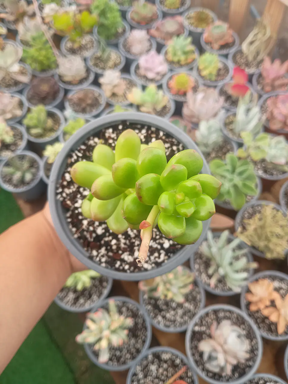 Sedum Lucidum Obesum  2