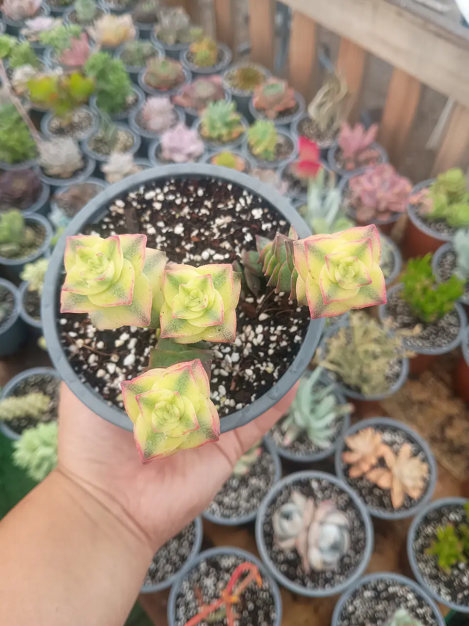 Crassula Perforata variegada  1