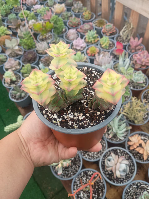 Crassula Perforata variegada 