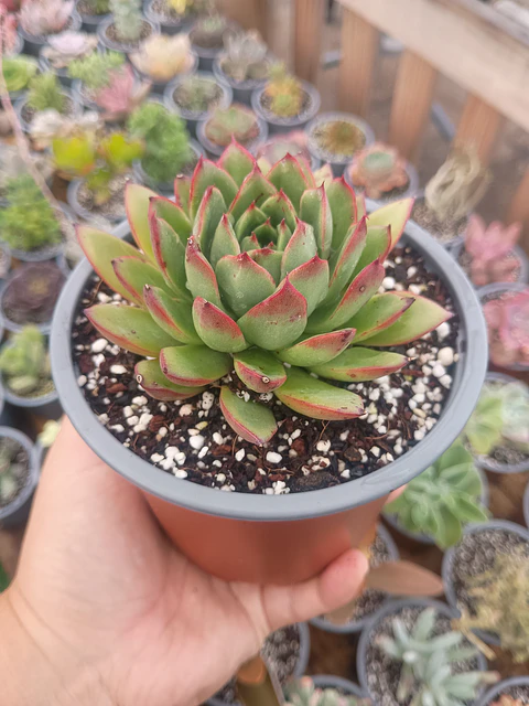 Echeveria agavoides christmast
