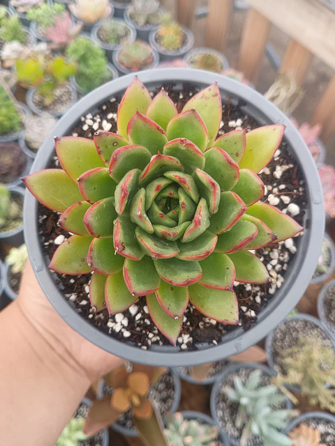 Echeveria agavoides christmast