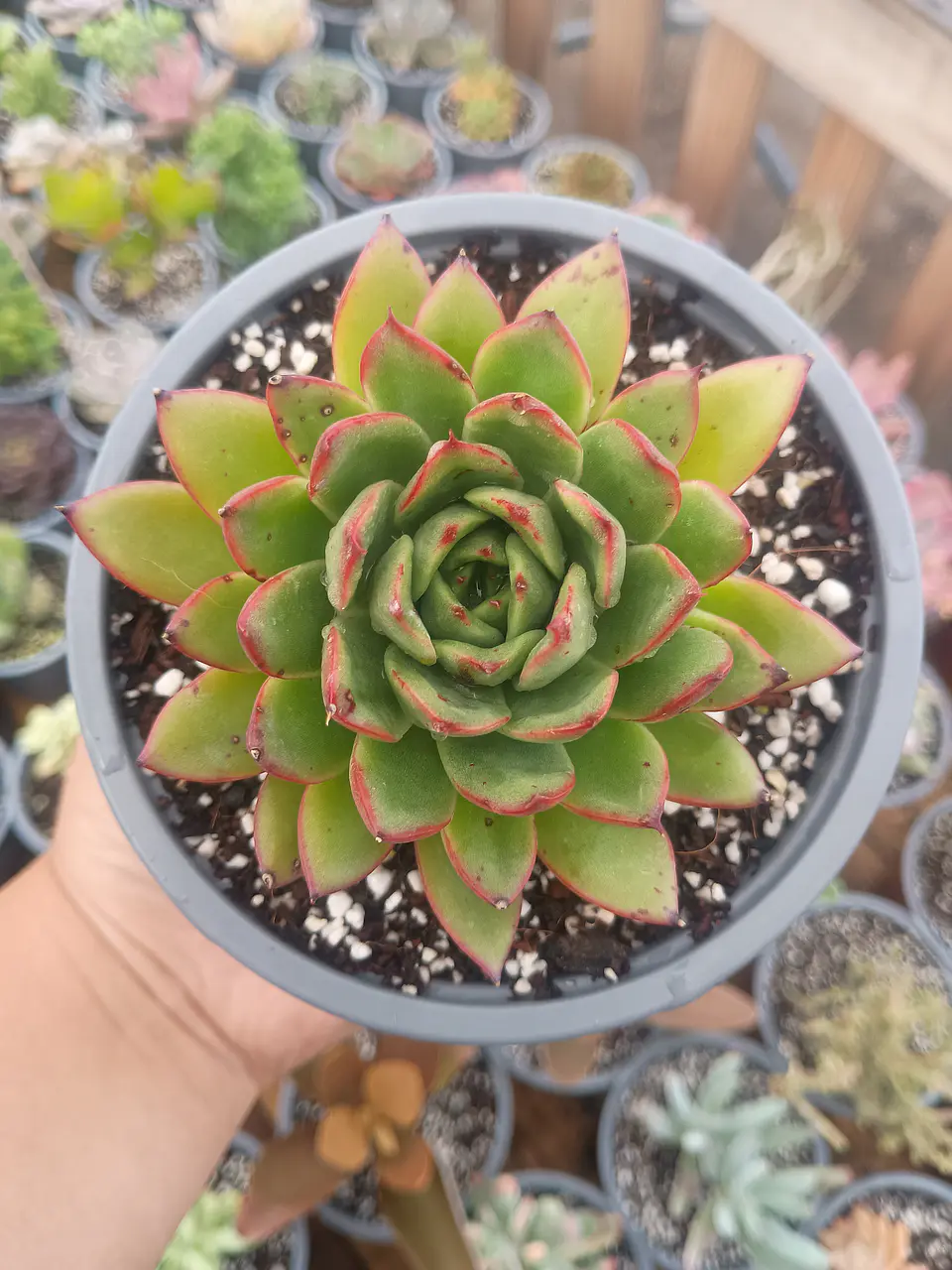 Echeveria agavoides christmast 1