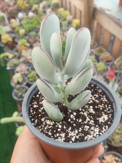 Cotyledon Oophyla L