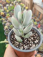 Cotyledon Oophyla L - Miniatura 1