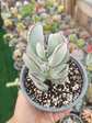Cotyledon Oophyla L - Miniatura 2