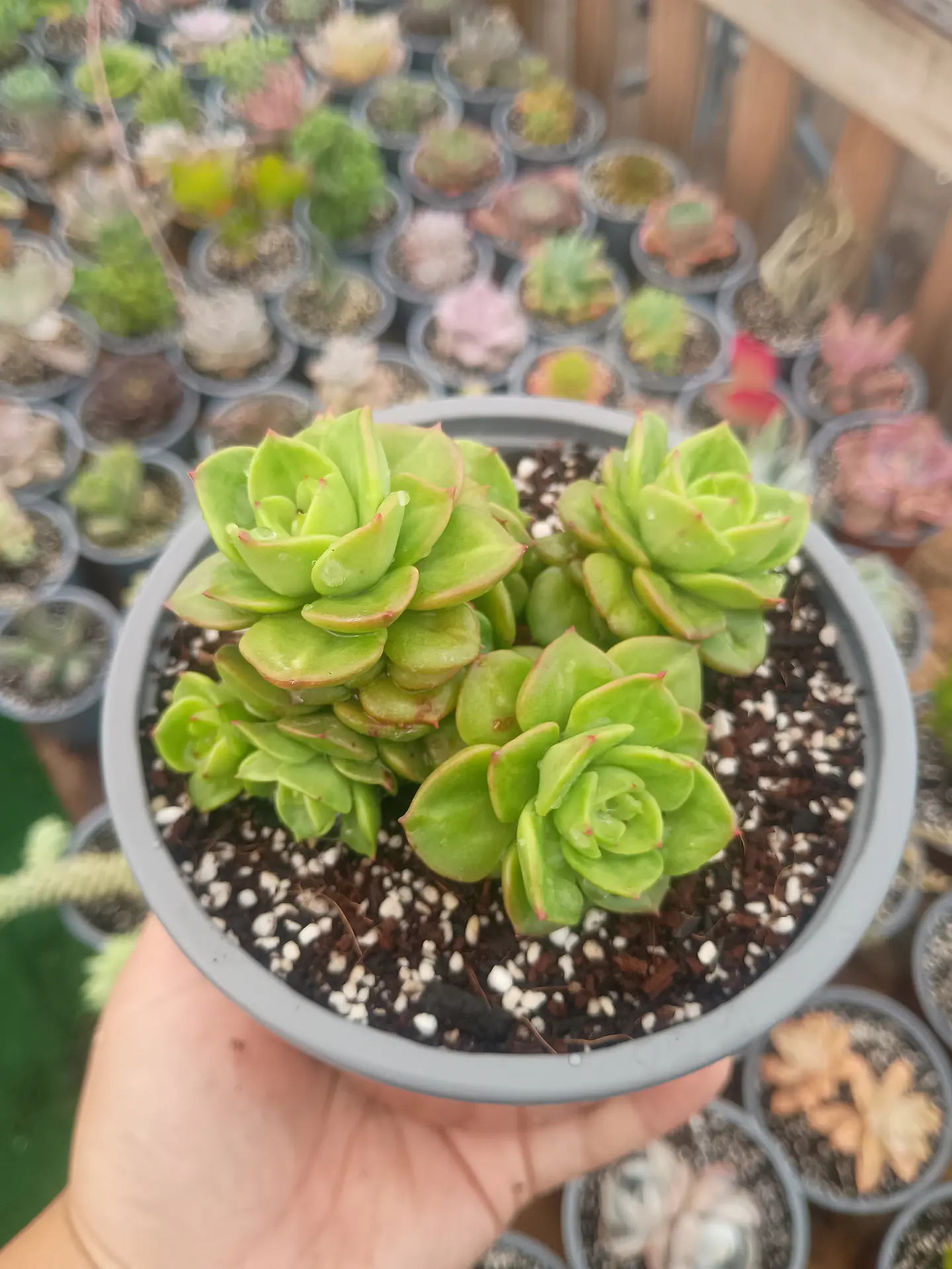 Sedeveria Rolly , Planta madre 1