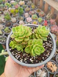 Sedeveria Rolly , Planta madre - Miniatura 1