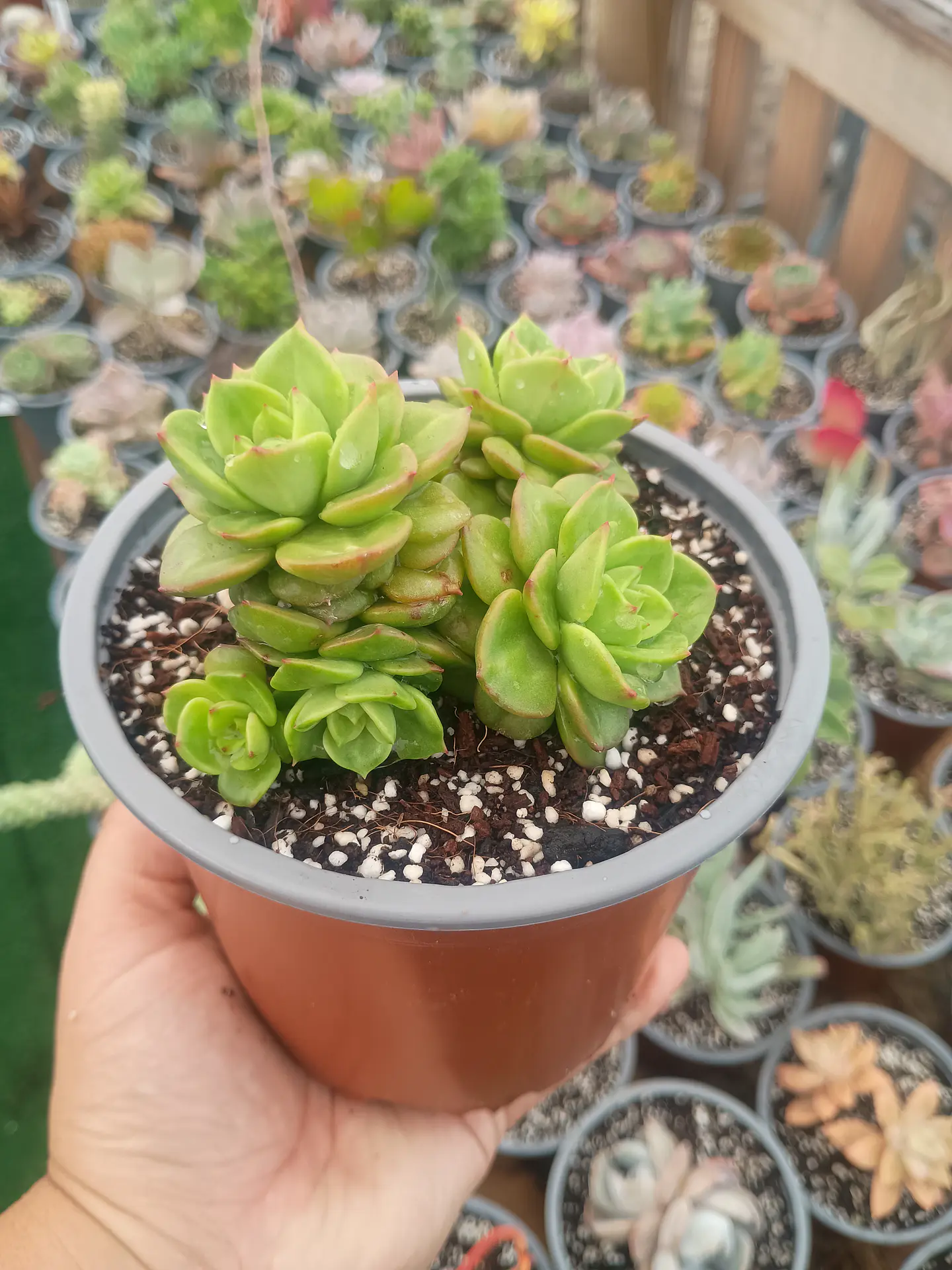 Sedeveria Rolly , Planta madre 3