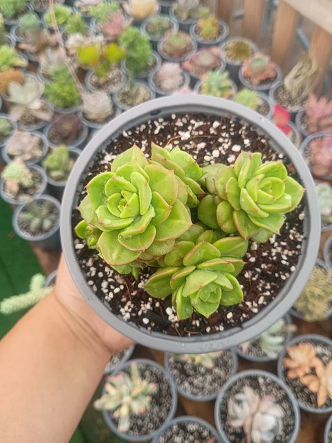 Sedeveria Rolly , Planta madre