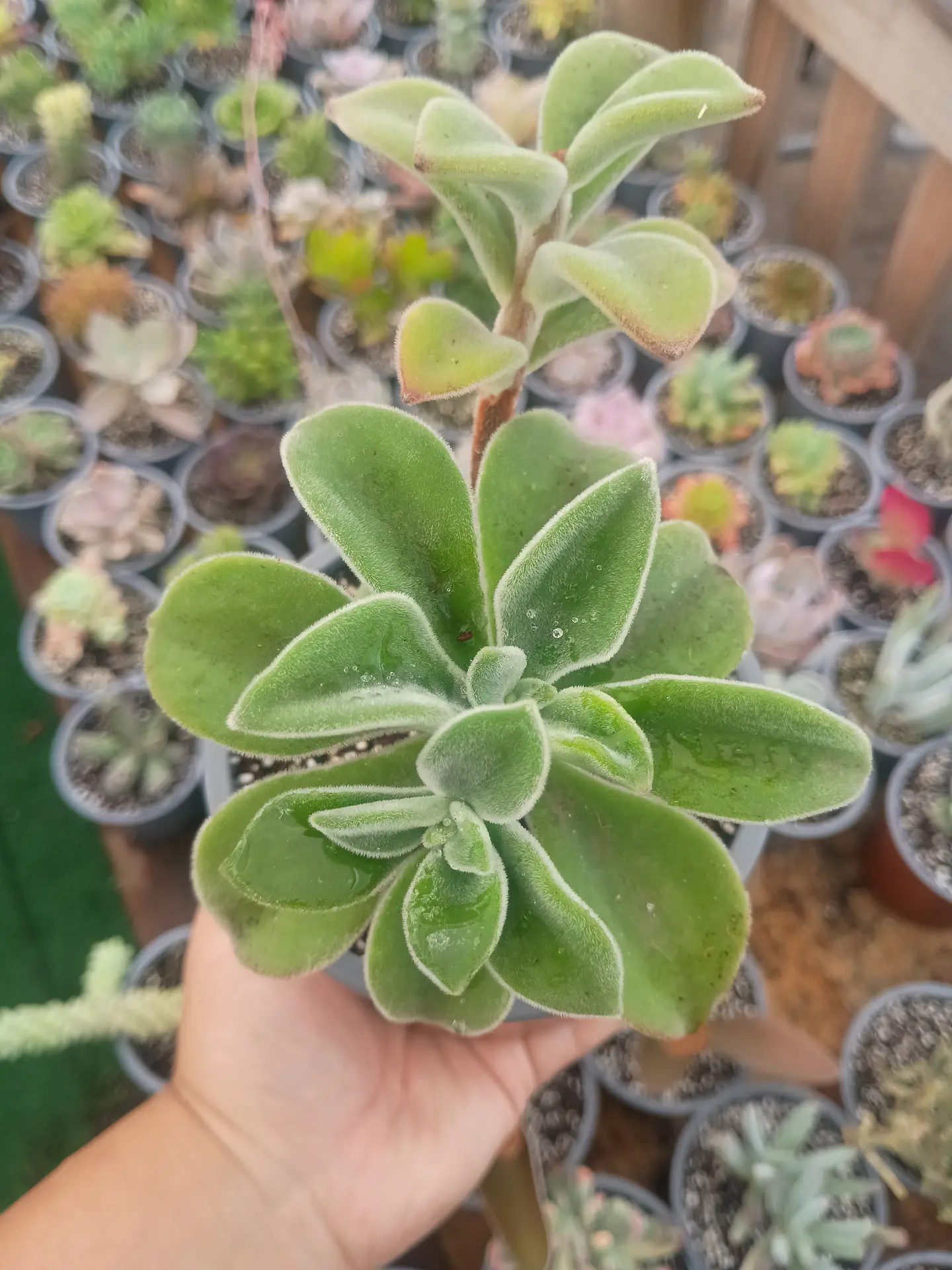 Echeveria coccinea  1