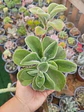 Echeveria coccinea  - Miniatura 1