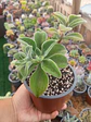 Echeveria coccinea  - Miniatura 2