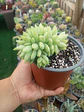 Sedeveria Harry butterfield L - Miniatura 2