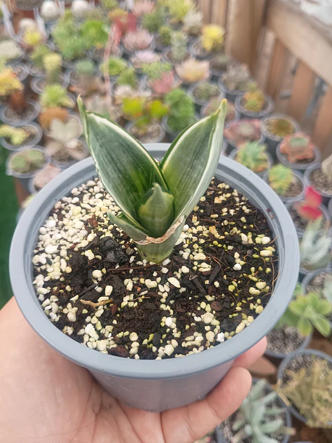 Sansevieris hahnii Silver frost pequeña 