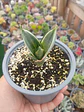Sansevieris hahnii Silver frost pequeña  - Miniatura 1