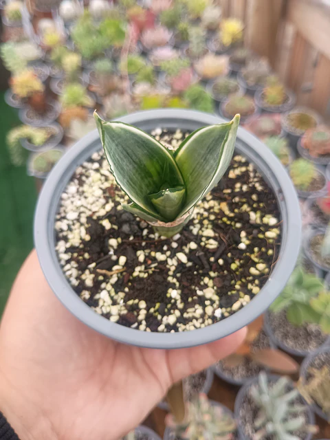 Sansevieris hahnii Silver frost pequeña 