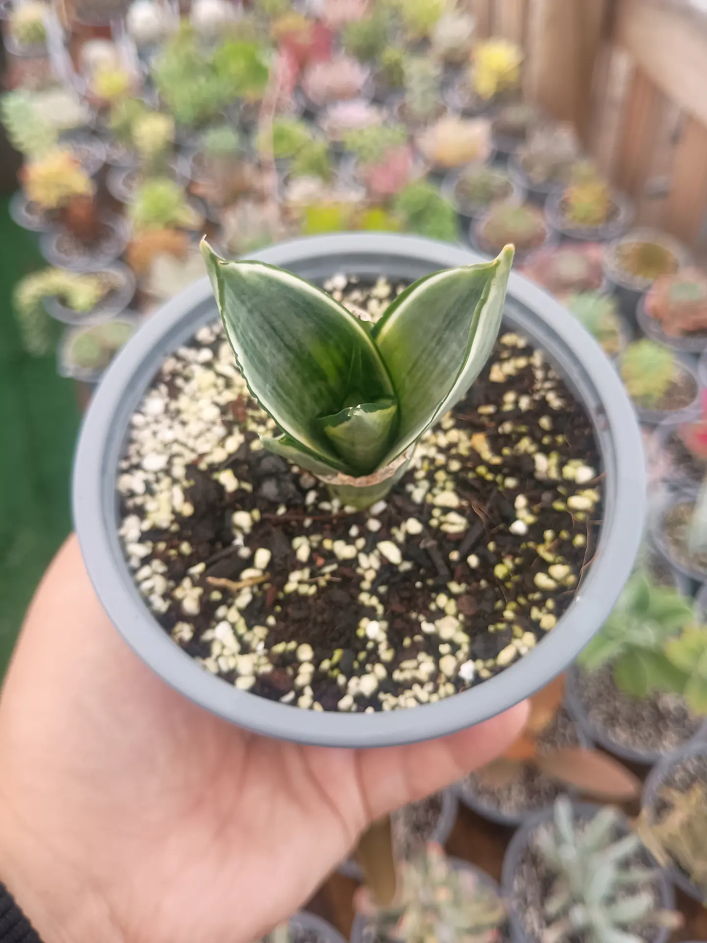 Sansevieris hahnii Silver frost pequeña  2