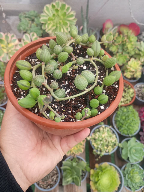 Senecio Herreanus (Sandía)