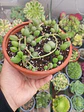 Senecio Herreanus (Sandía) - Miniatura 2