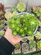 Greenovia - Miniatura 2