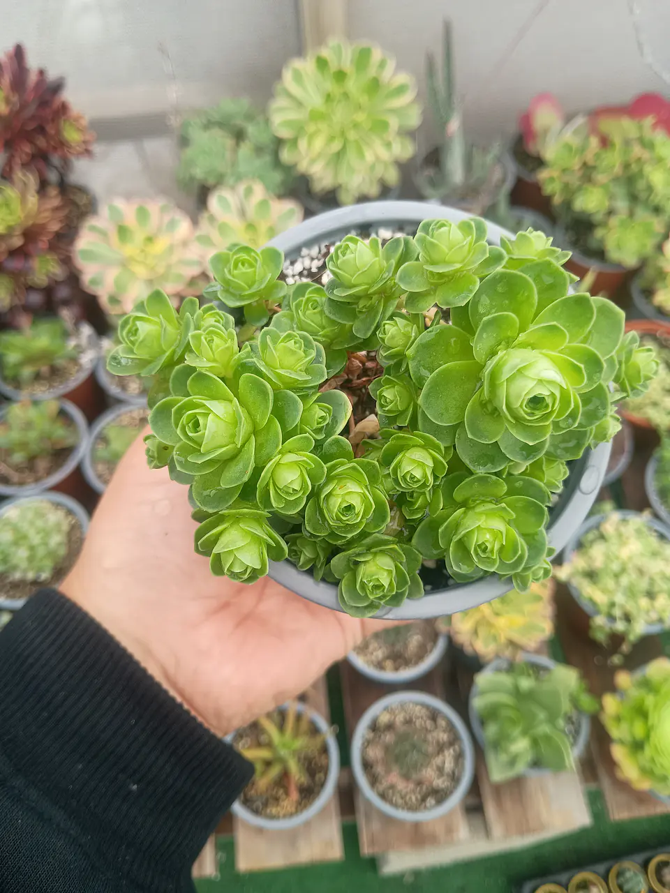 Greenovia 2