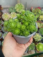 Greenovia - Miniatura 1