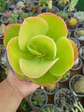 Echeveria Pallida  - Miniatura 1