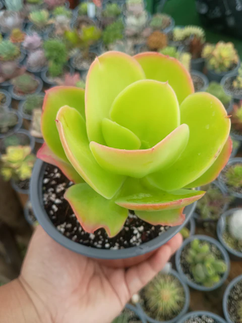 Echeveria Pallida 