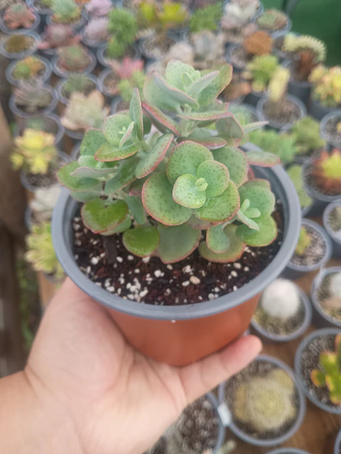Crassula Cordata 