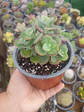 Crassula Cordata  - Miniatura 2